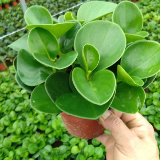漳平市碧玉 青叶叫豆瓣绿、椒草、翡翠椒草，是胡椒科草胡椒属多年生常