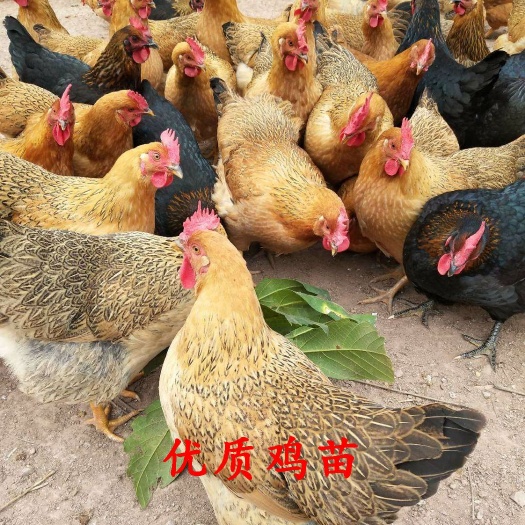 南宁土鸡苗  桂香 外省可达