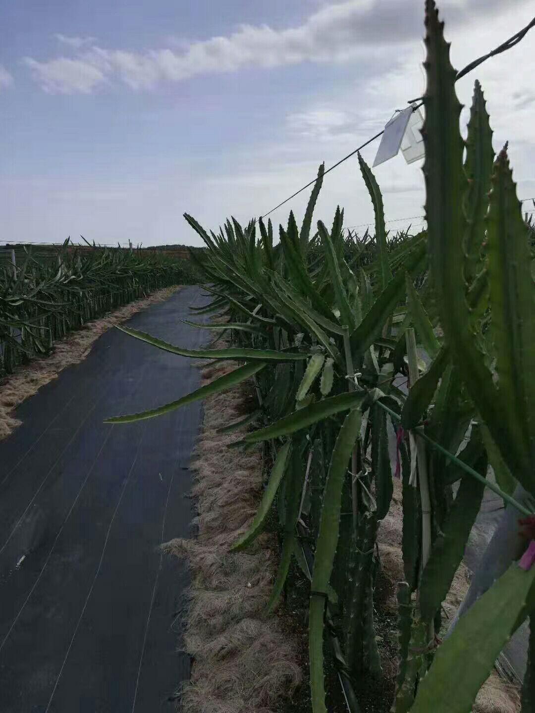 燕窝火龙果苗