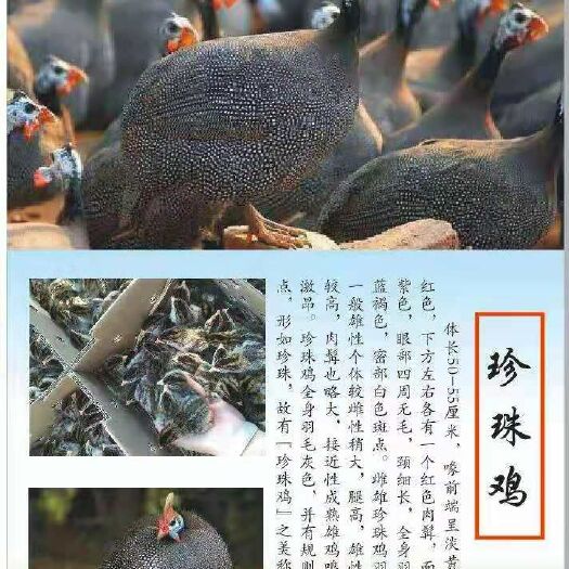 衡南县珍珠鸡苗 
