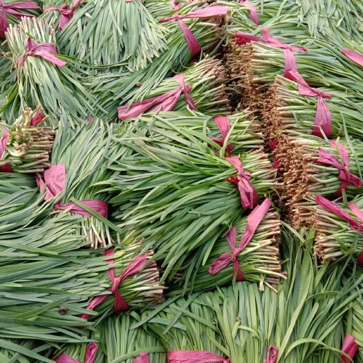 莘县大叶韭菜 三茬 20~30cm 