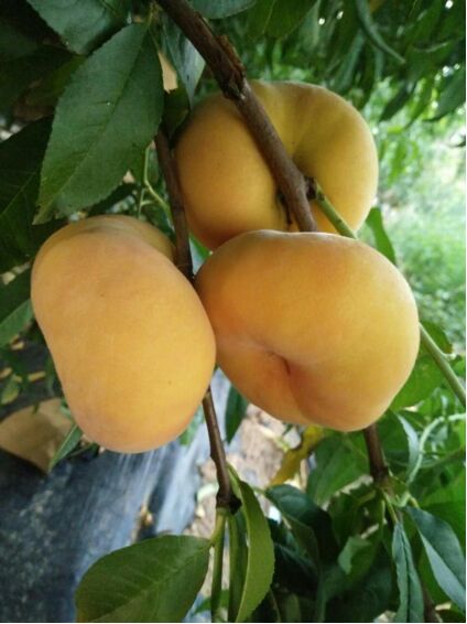 黄金蟠桃树苗 1~1.5米