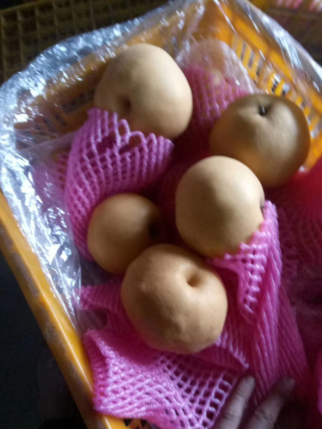沂水县晚秋黄梨 85mm以上 550-600g 