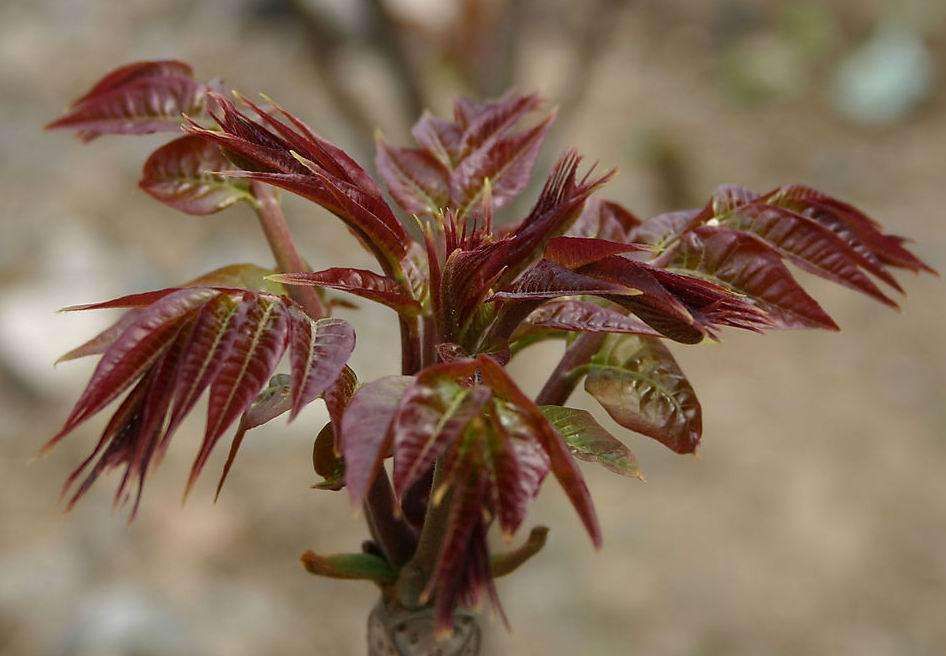 红香椿芽 6~9cm 