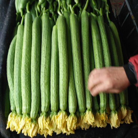 寿光市中绿丝瓜 30~50cm 