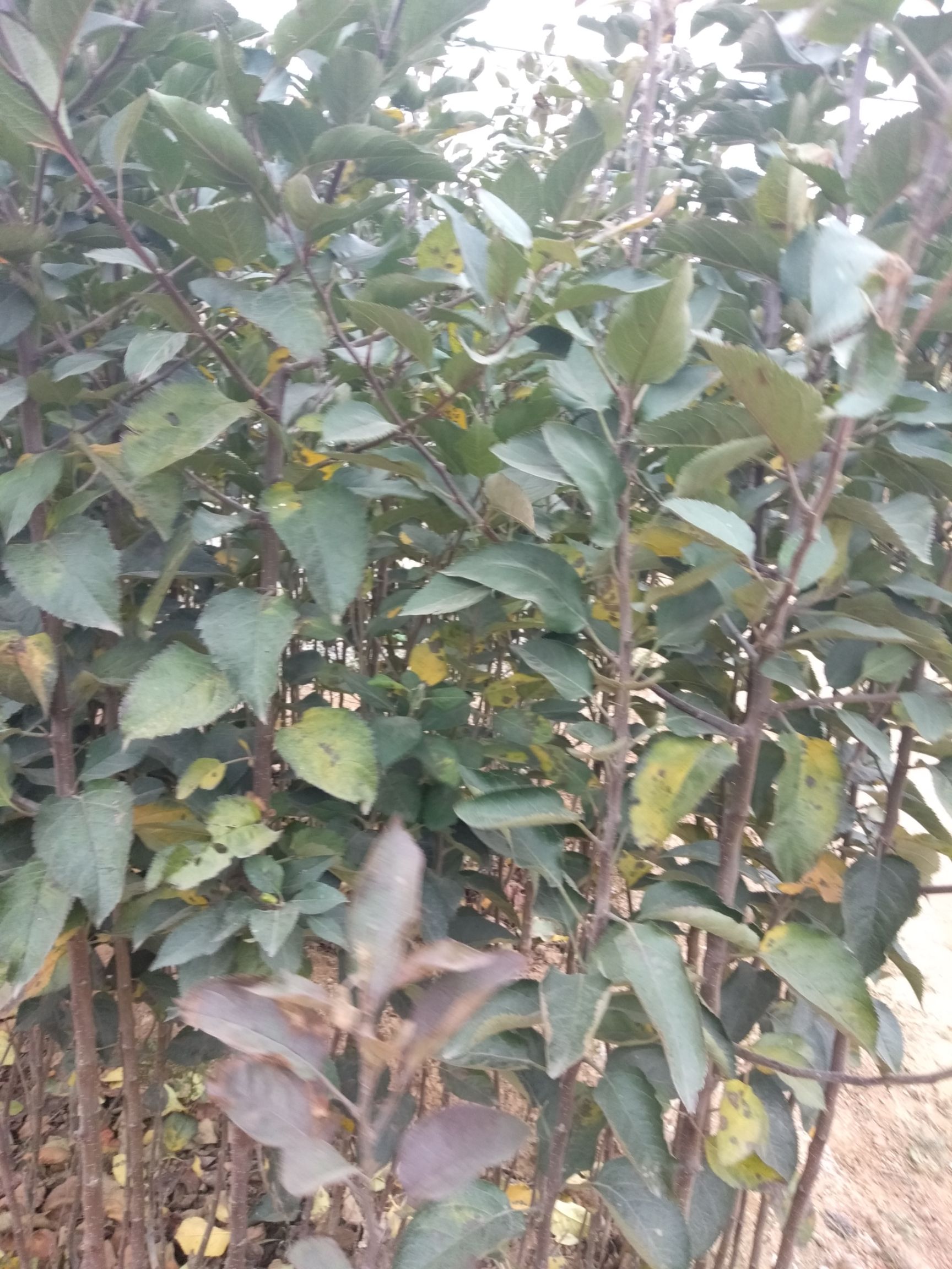 红将军苹果苗  、苹果苗，嫁接苗