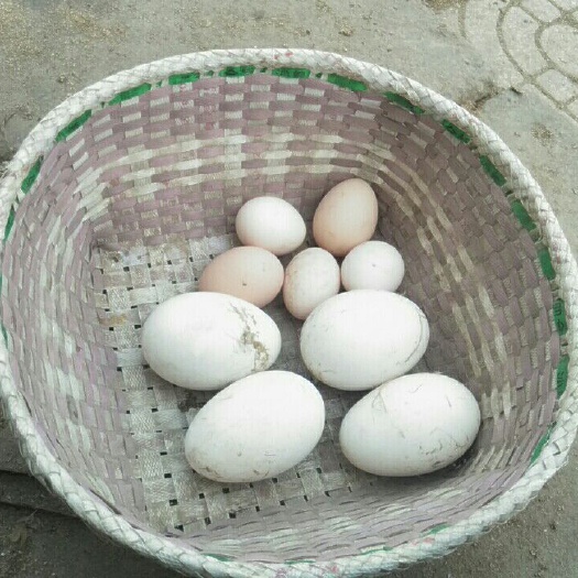 武安市鲜鹅蛋 食用 散装 