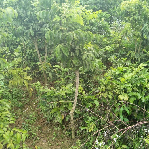 灵山县黑黄皮果苗