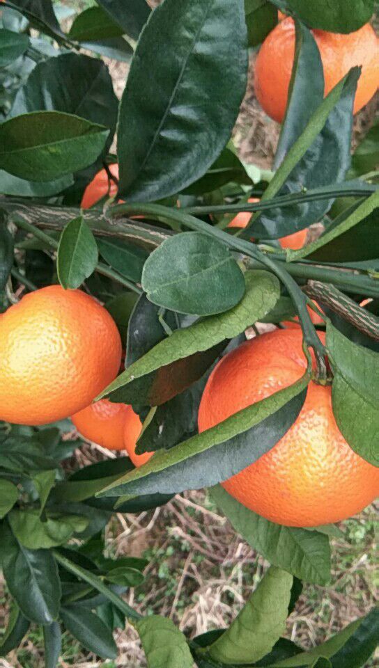 w默科特 统货 2 - 3两 