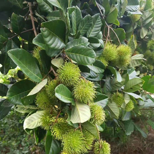 红毛丹树苗