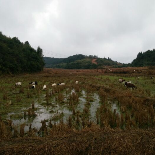 乐安县土山羊 30-50斤 