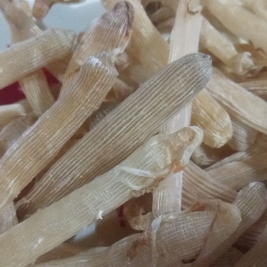 博白县干沙虫 