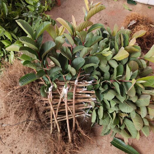 灵山县红宝石少籽芭乐苗 种植易管理，结果早
