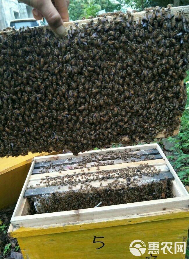 蜜蜂  蜜蜂  活体中蜂群  按脾计78元一脾价格