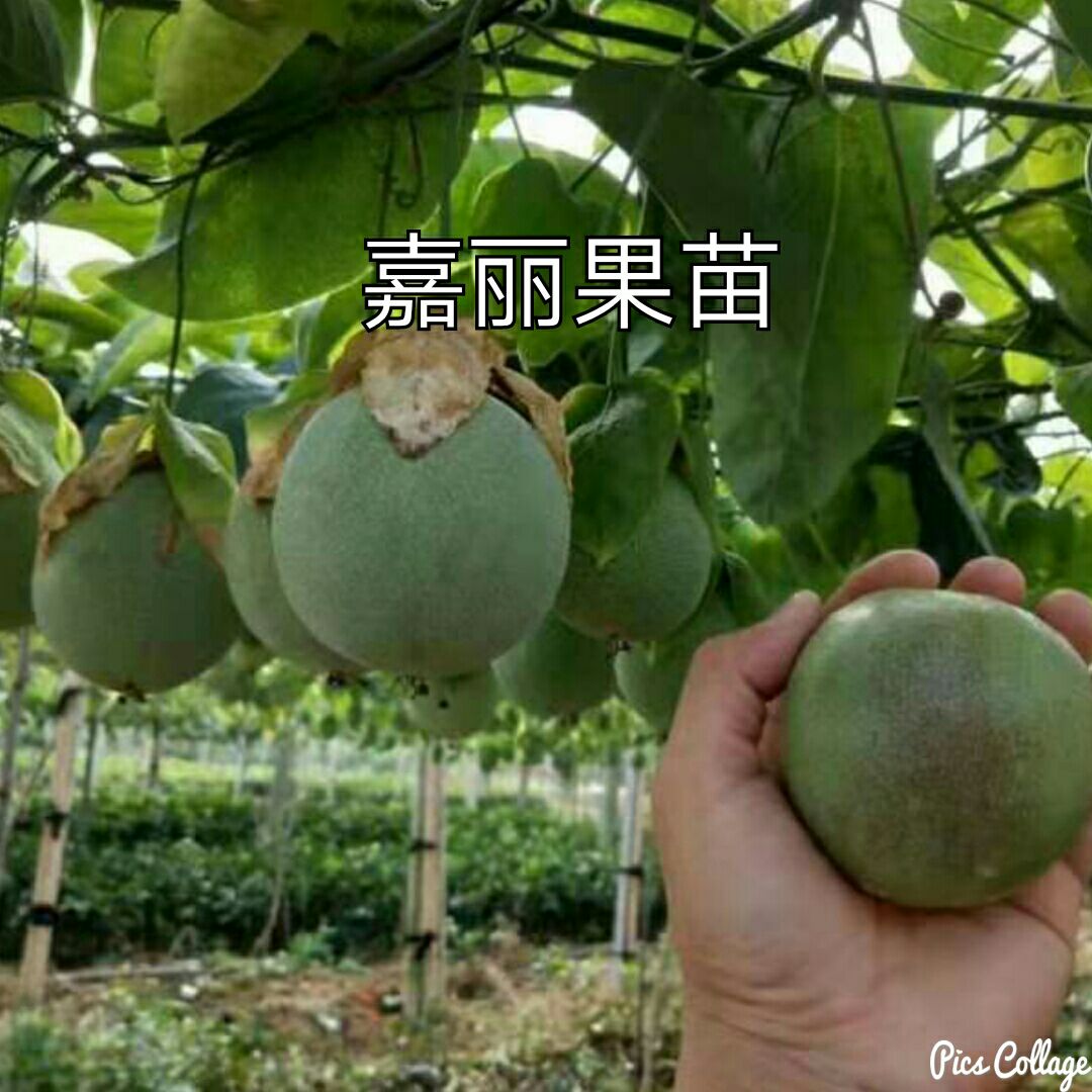 黄金百香果苗  台农1号百香果