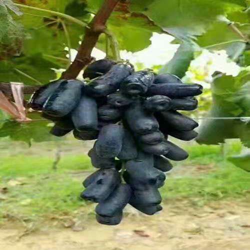 威海蓝宝石葡萄苗 