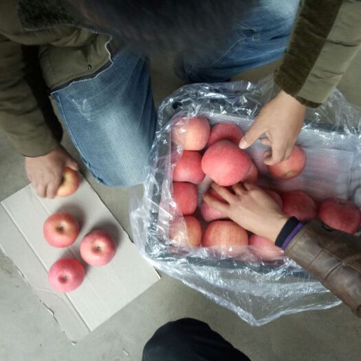 大荔县洛川苹果 80mm以上 条红 纸袋