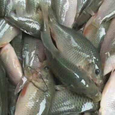 禾花鱼 人工养殖 0.05公斤 