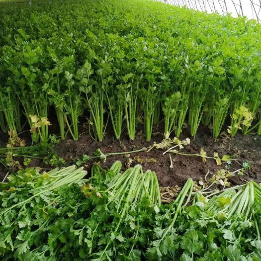 开封金口芹菜 60cm以上 2.0~2.5斤 大棚种植 