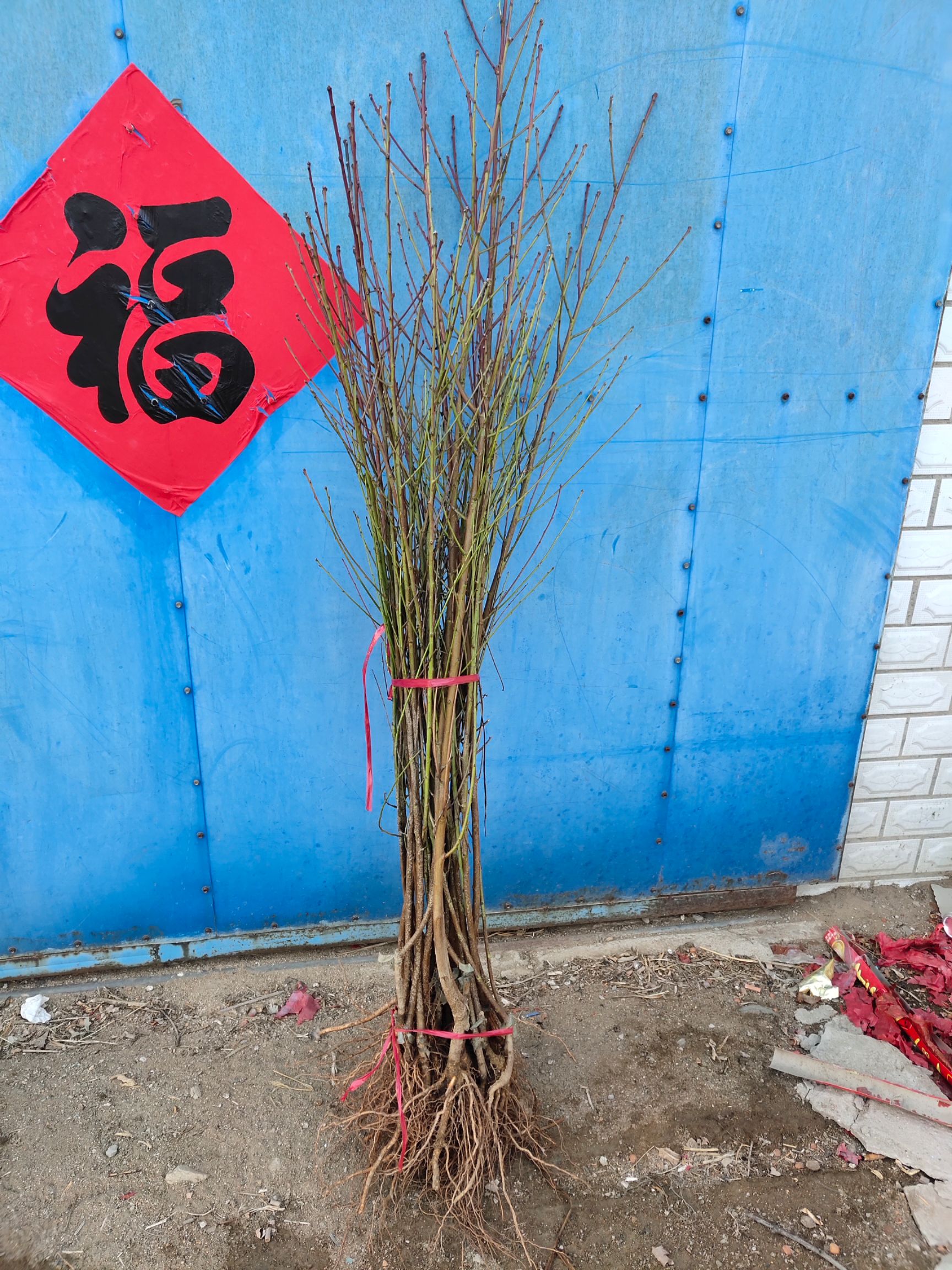 中油19油桃  中油19号油桃苗特早熟品种，产地直发。