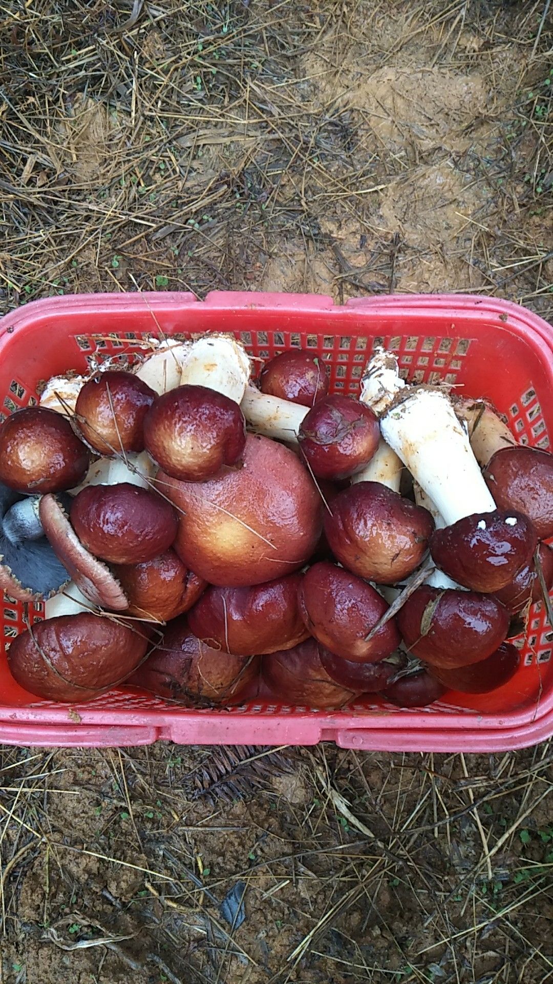 赤松茸 15cm以上 未开伞 鲜货 人工种植 
