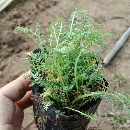 青州市蓍草价格  蓍草杯苗 山东蓍草批发价格