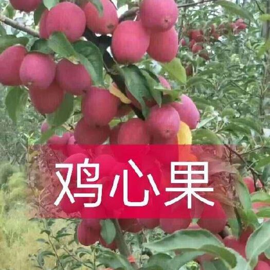 鸡心果苗