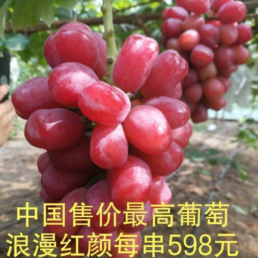 平邑县浪漫红颜葡萄苗 