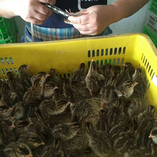 衡南县珍珠鸡苗 