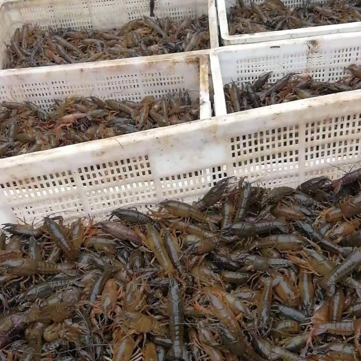 内江龙虾苗 