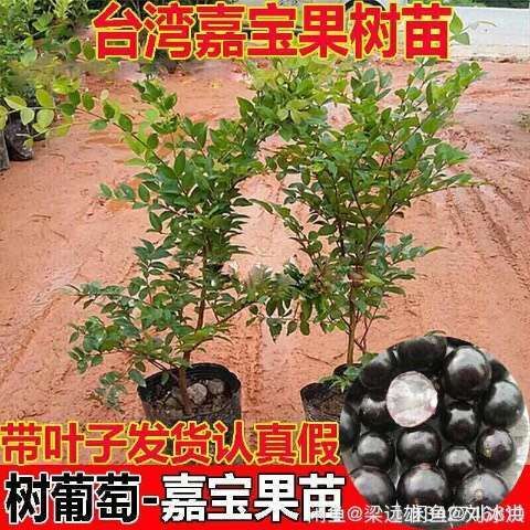 普宁市嘉果宝种苗