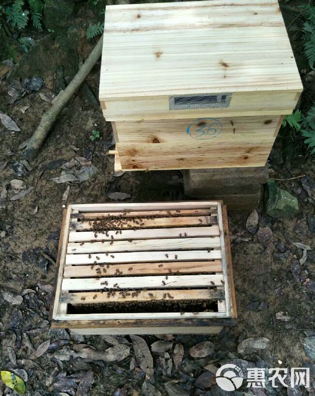 蜜蜂  蜜蜂  活体中蜂群  按脾计78元一脾价格