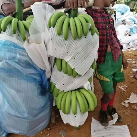 腾冲市缅甸香蕉 八成熟 