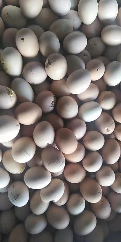 [毛蛋批发]毛蛋 孵化 散装 价格0.9元\/斤 10000斤