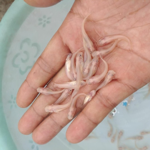 简阳市斑点叉尾鮰苗 