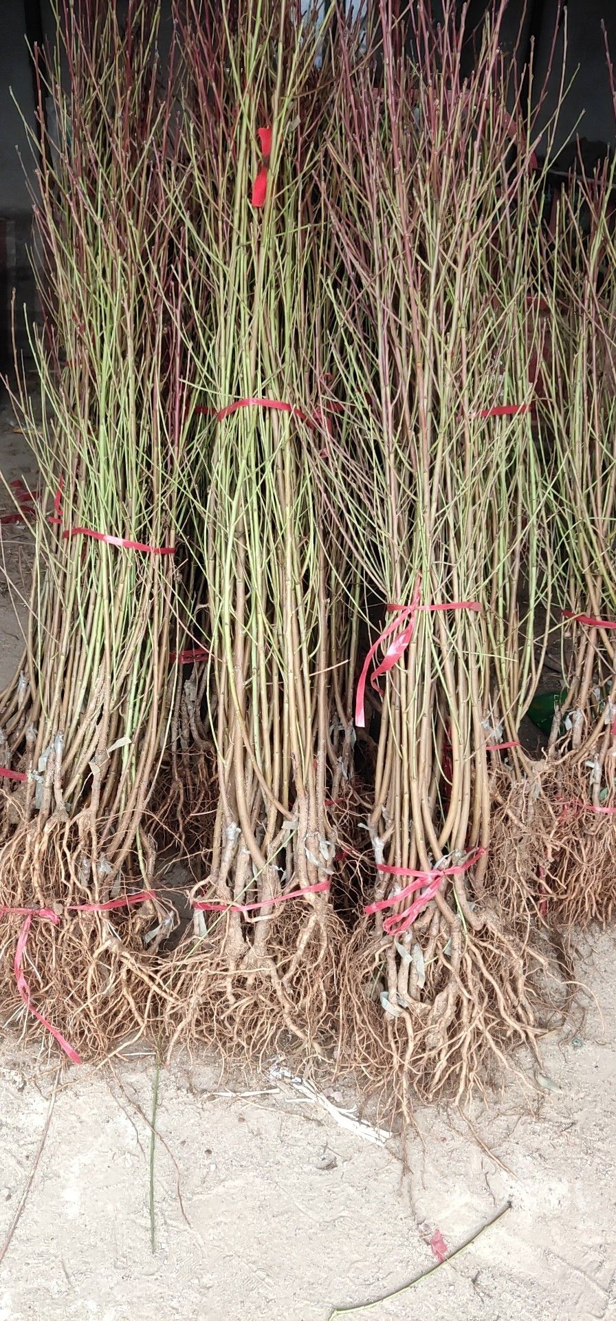 中油19油桃  中油19号油桃苗特早熟品种，产地直发。