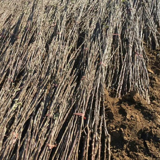 沈阳寒富苹果树苗 1~1.5米 