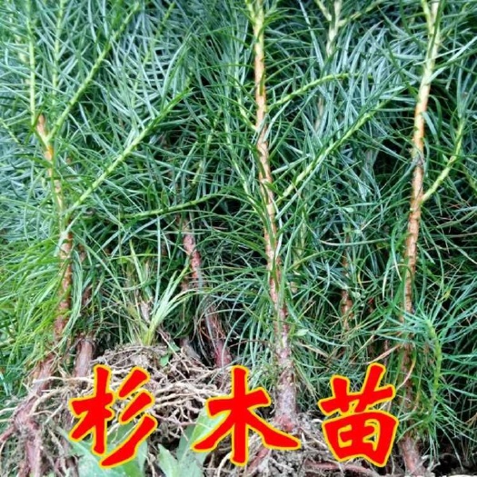 桂平市杉木树苗 
