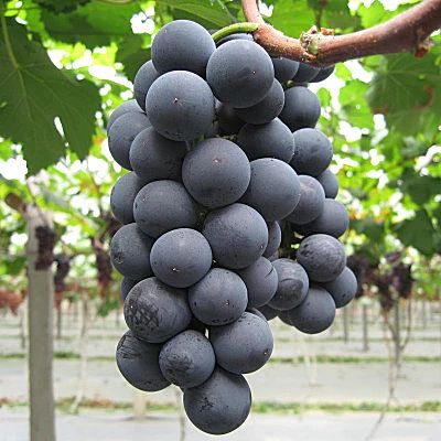 巨峰葡萄苗 