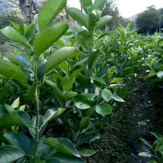 吉安赣南脐橙苗 嫁接苗 0.5~1米 
