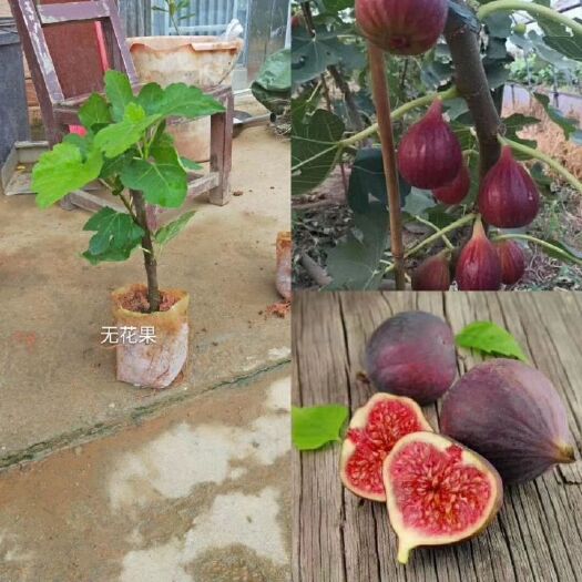 波姬红无花果苗