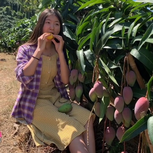 灵山县贵妃芒果苗  4到6公分大带土球，当年种植次年挂果！