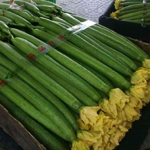 寿光市 鲜花丝瓜色绿条直瓜长40-50公分量大可长年供应