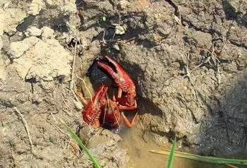 沭阳县青虾苗 