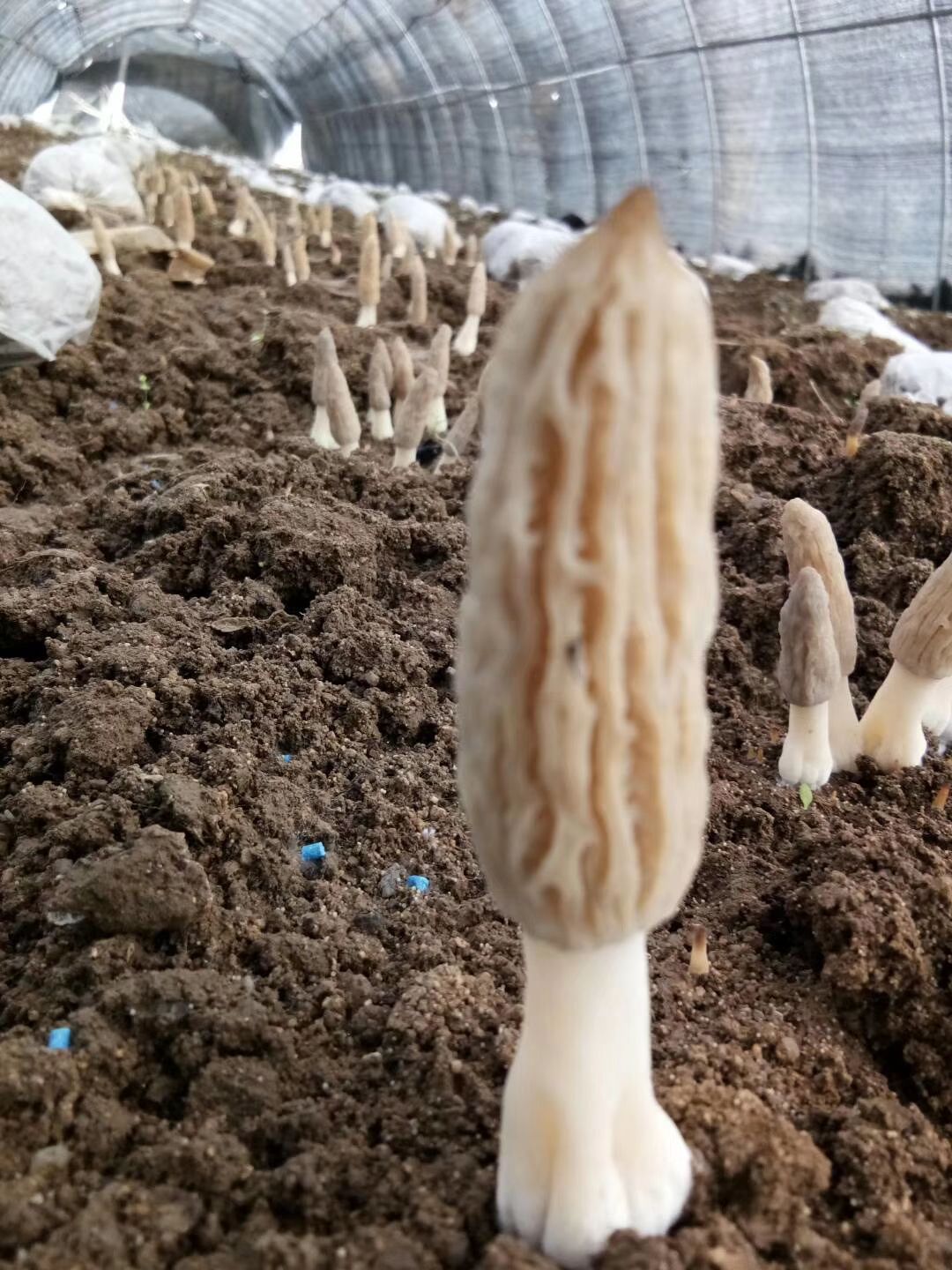 羊肚菌 鲜货 6cm~8cm 尖顶 灰黑色 人工种植
