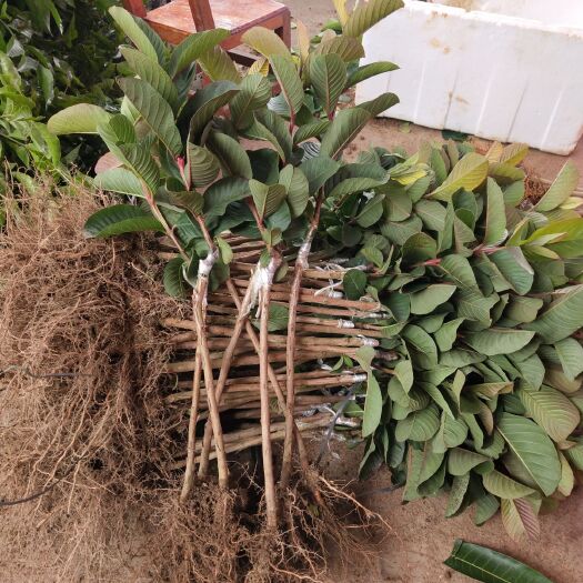 灵山县红宝石少籽芭乐苗 种植半年后可结果