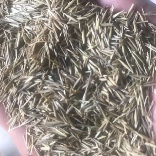 银川羊草 