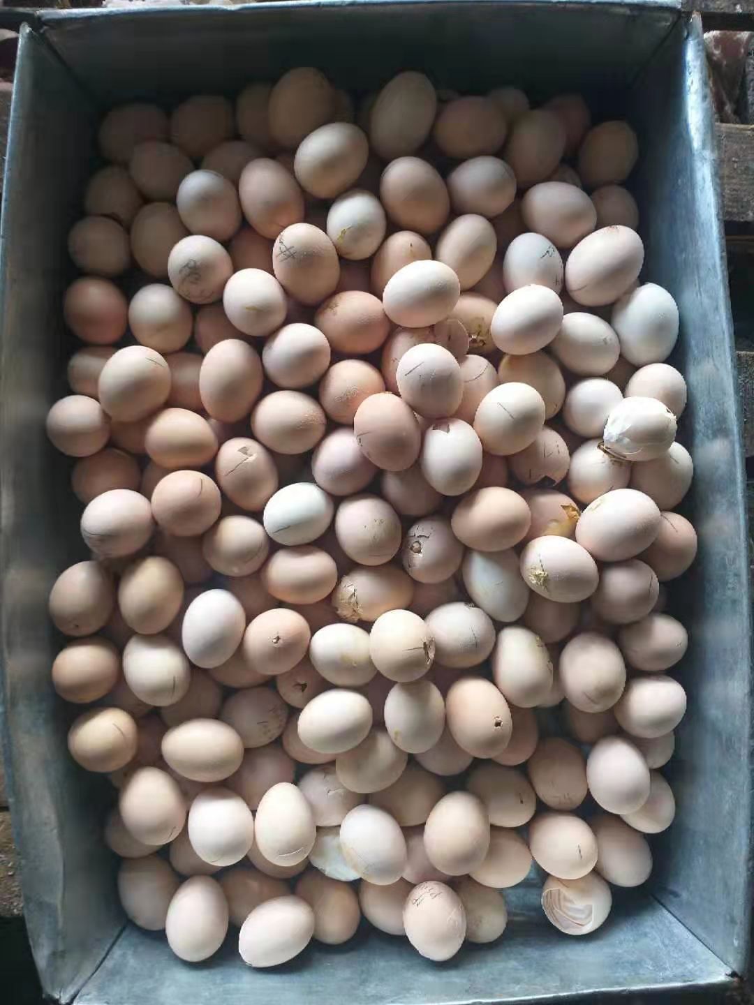 [毛蛋批发]毛蛋 孵化 散装 价格0.9元\/斤 10000斤