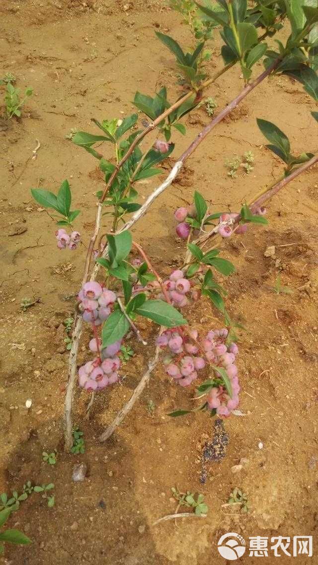 钱德勒蓝莓苗 