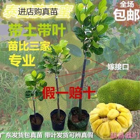 普宁市马来西亚一号菠萝蜜苗